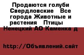 Продаются голуби Свердловские - Все города Животные и растения » Птицы   . Ненецкий АО,Каменка д.